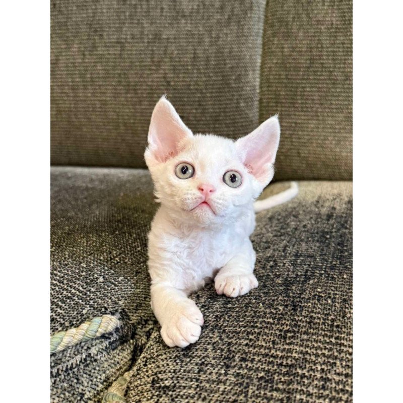 Devon Rex Quartz