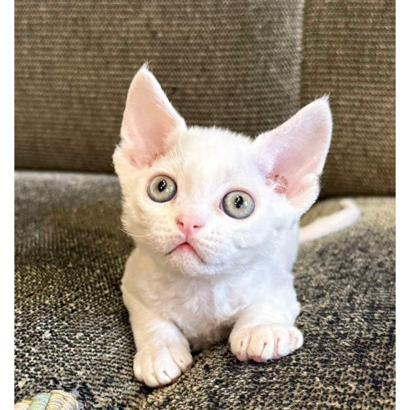 Devon Rex Quartz