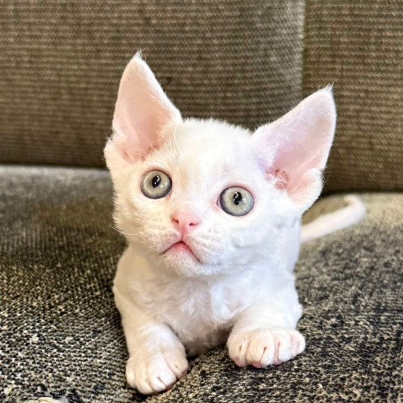 Devon Rex Quartz