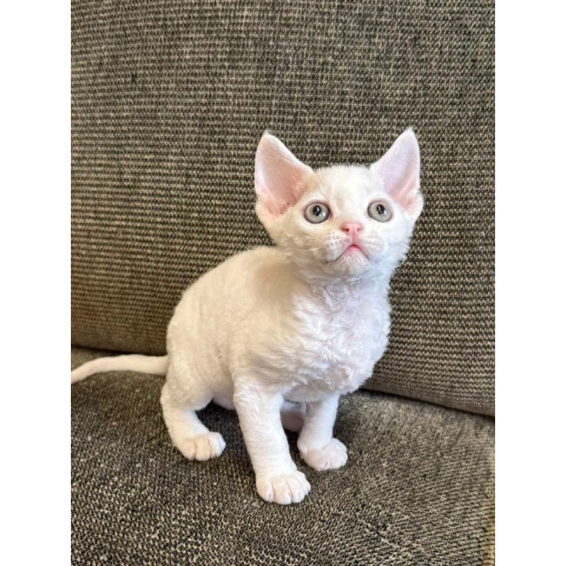 Devon Rex Quartz