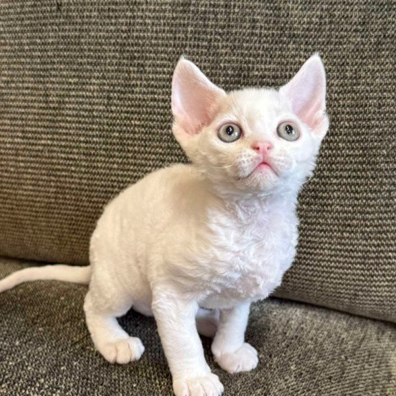 Devon Rex Quartz
