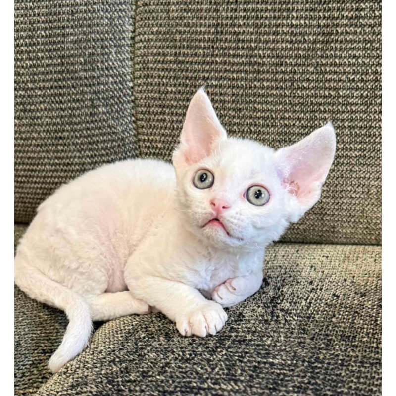 Devon Rex Quartz