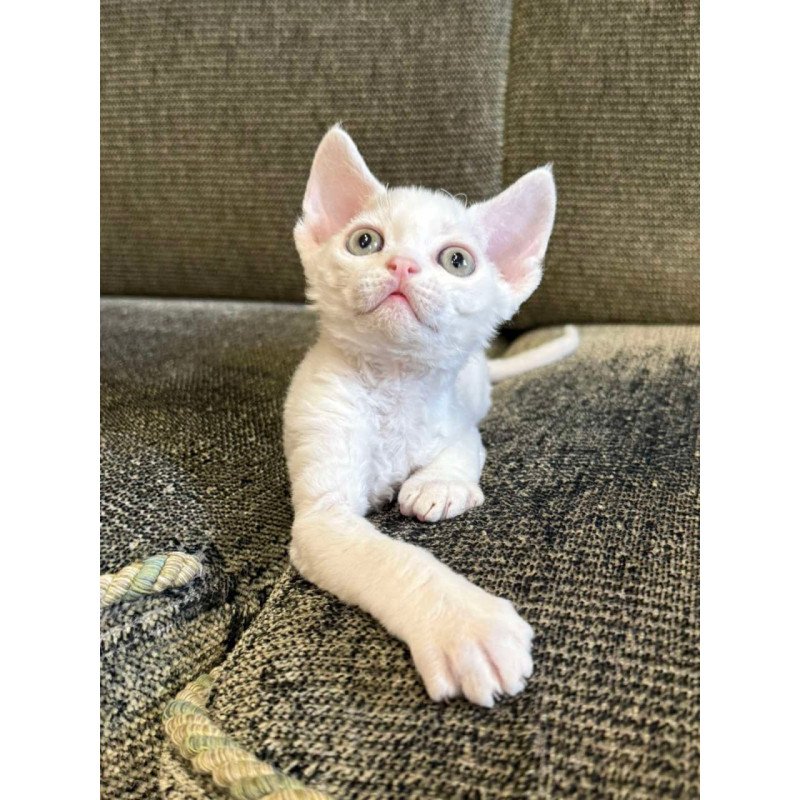 Devon Rex Quartz