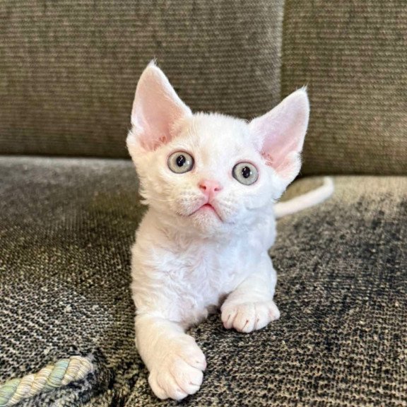 Devon Rex Quartz