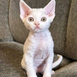 Devon Rex Quasar