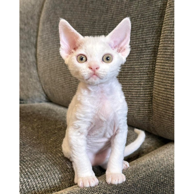 Devon Rex Quasar