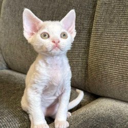 Devon Rex Quasar