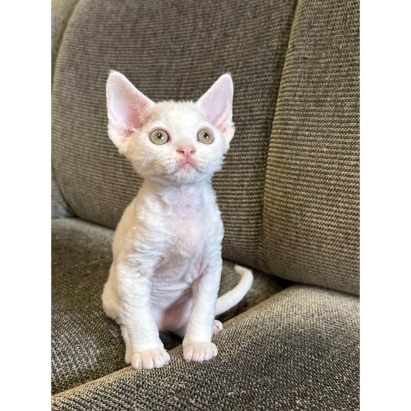 Devon Rex Quasar