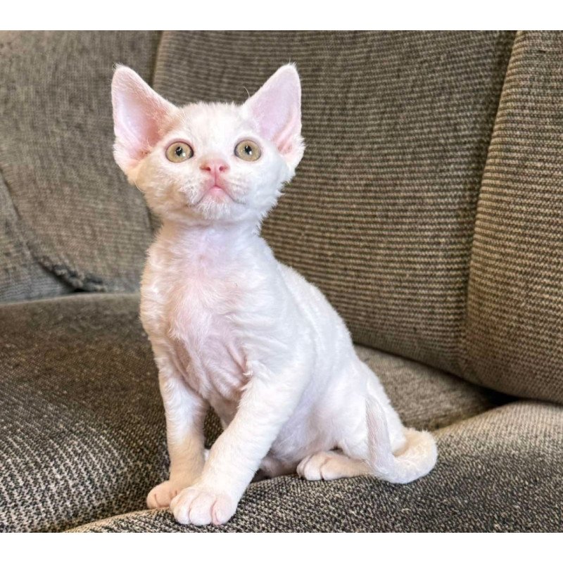 Devon Rex Quasar