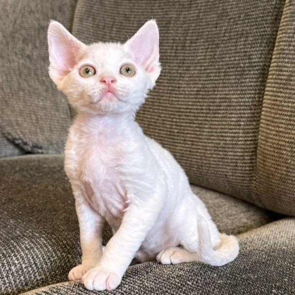 Devon Rex Quasar