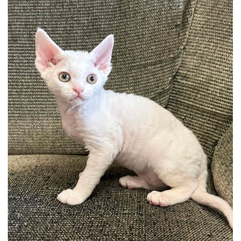 Devon Rex Quasar