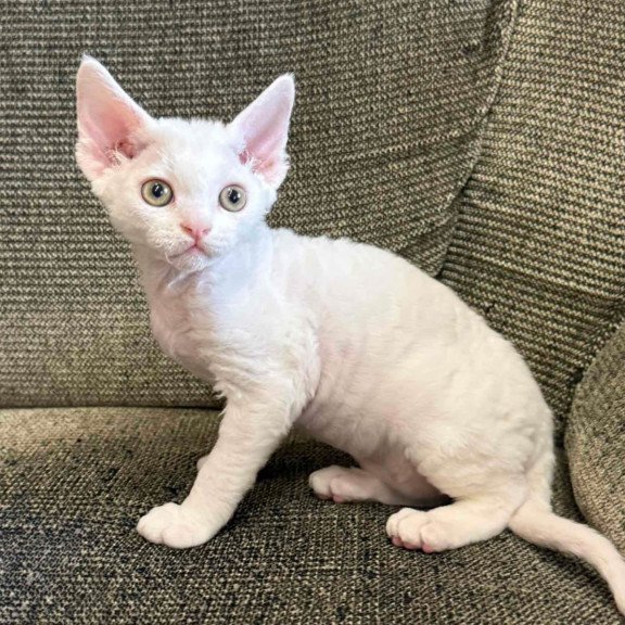 Devon Rex Quasar