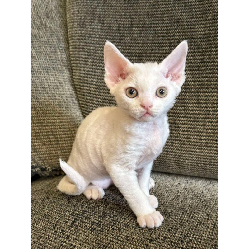 Devon Rex Quasar