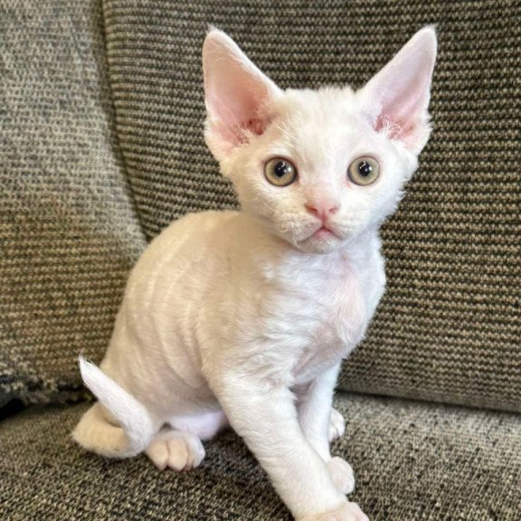 Devon Rex Quasar