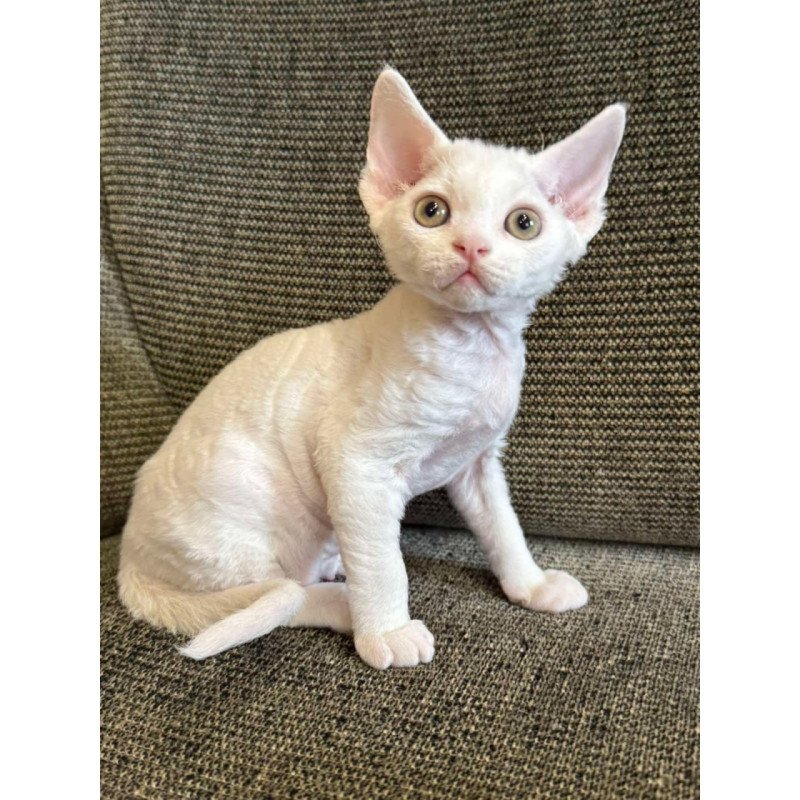 Devon Rex Quasar