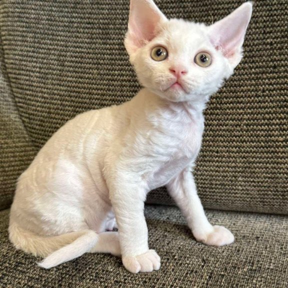 Devon Rex Quasar