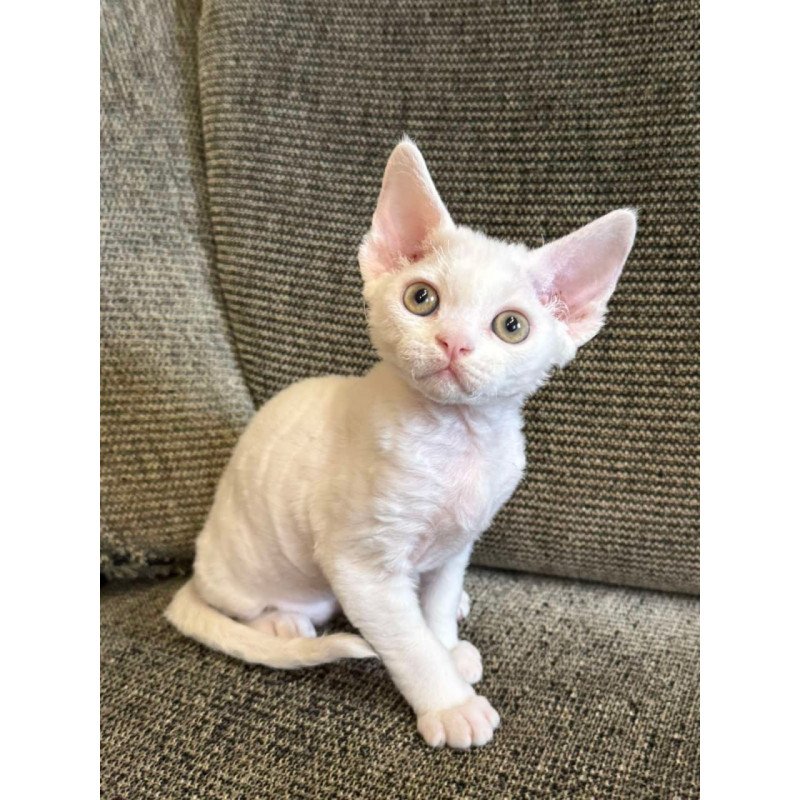 Devon Rex Quasar