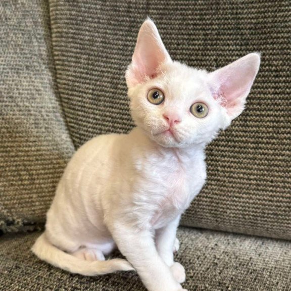 Devon Rex Quasar