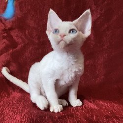 Devon Rex Arman
