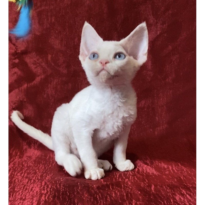 Devon Rex Arman