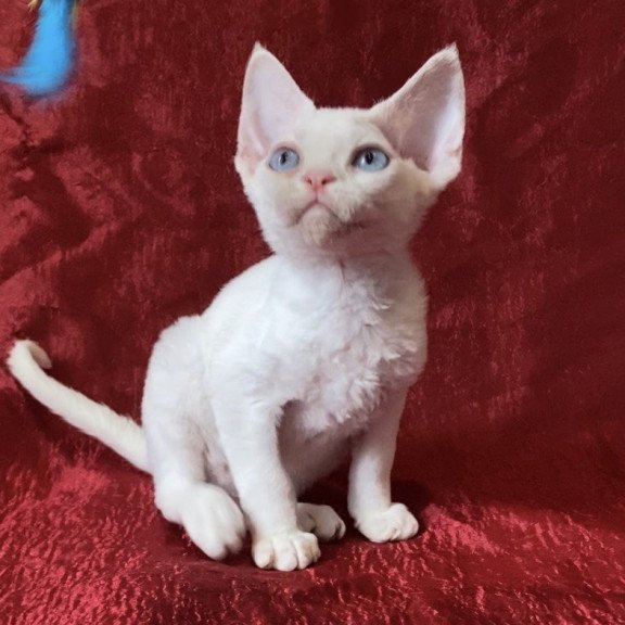 Devon Rex Arman