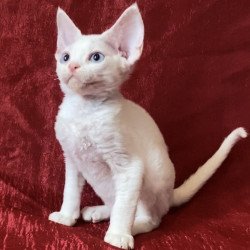 Devon Rex Arman