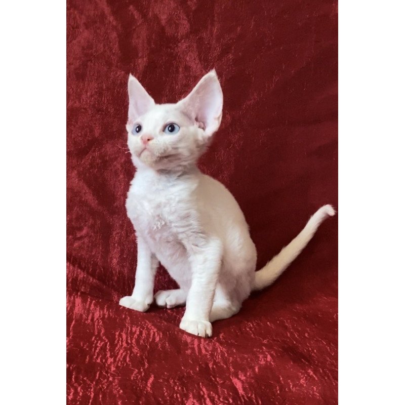 Devon Rex Arman
