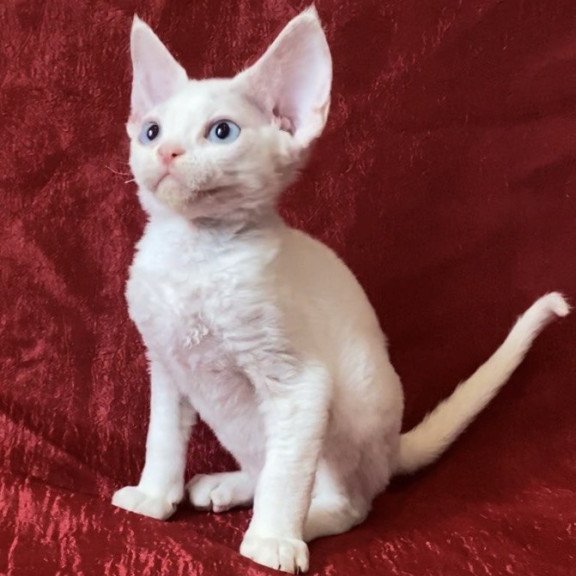 Devon Rex Arman