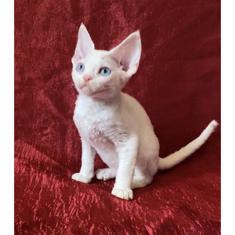 Devon Rex Arman