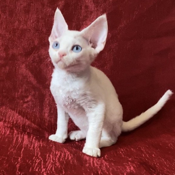 Devon Rex Arman