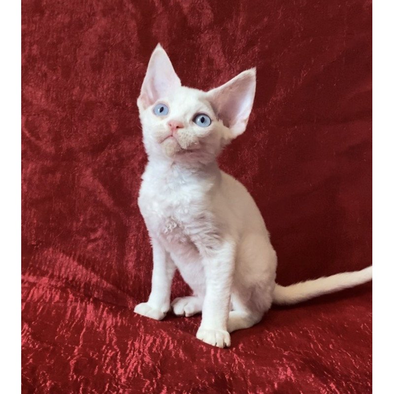 Devon Rex Arman