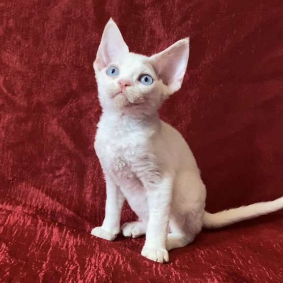 Devon Rex Arman