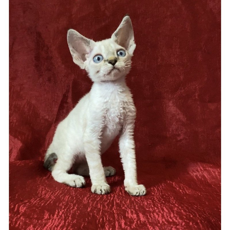 Devon Rex Archie