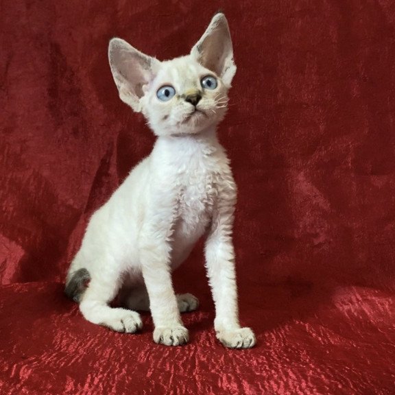 Devon Rex Archie