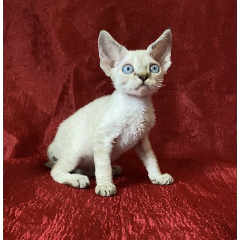 Devon Rex Archie