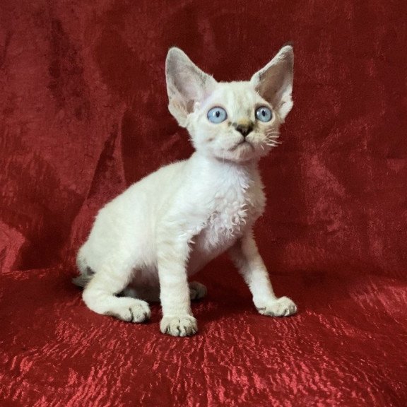 Devon Rex Archie