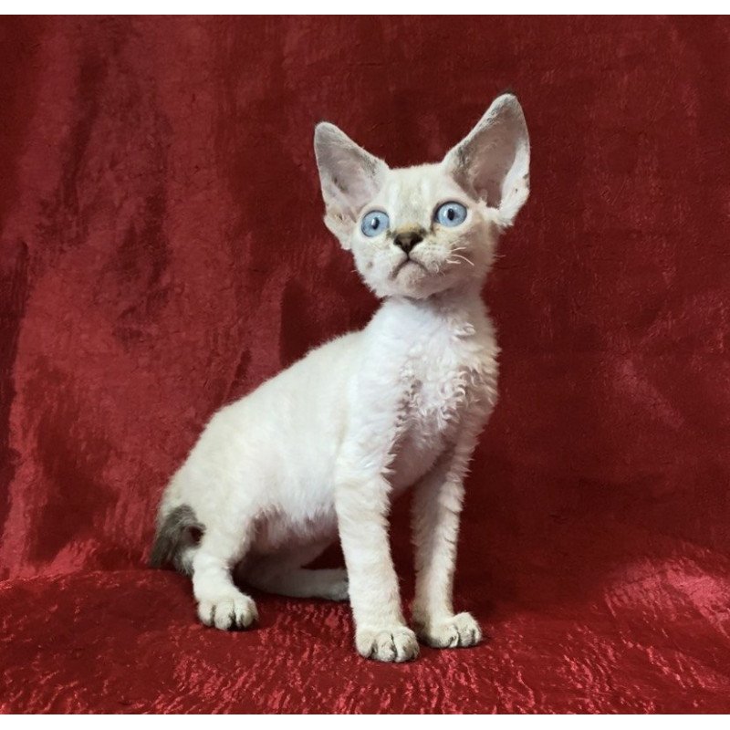 Devon Rex Archie
