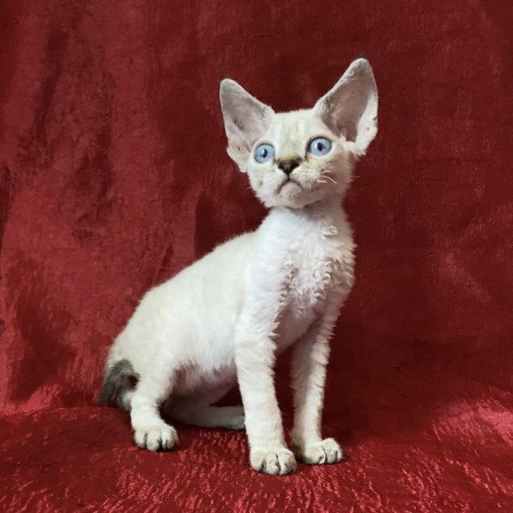 Devon Rex Archie