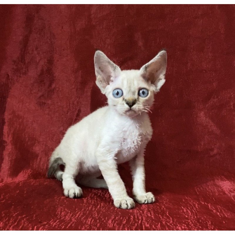 Devon Rex Archie