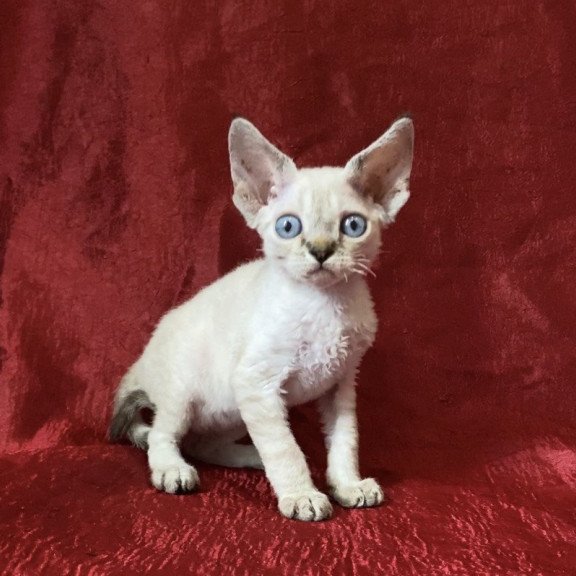 Devon Rex Archie