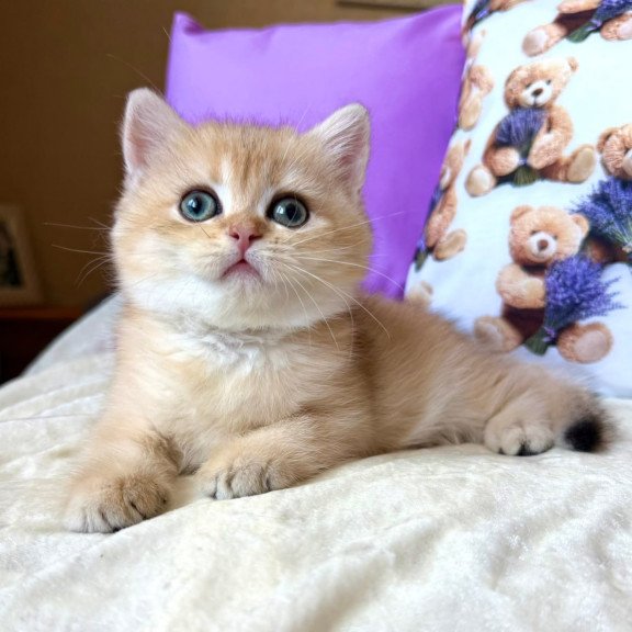 British Alina