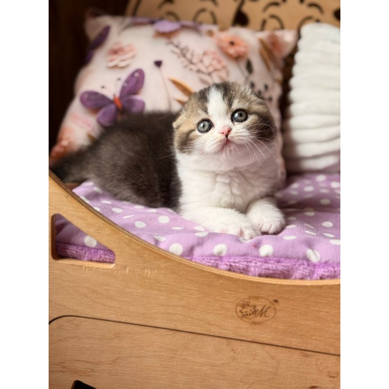 Scottish Fillip