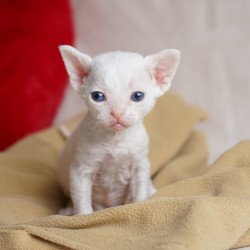 Devon Rex NOV Nika