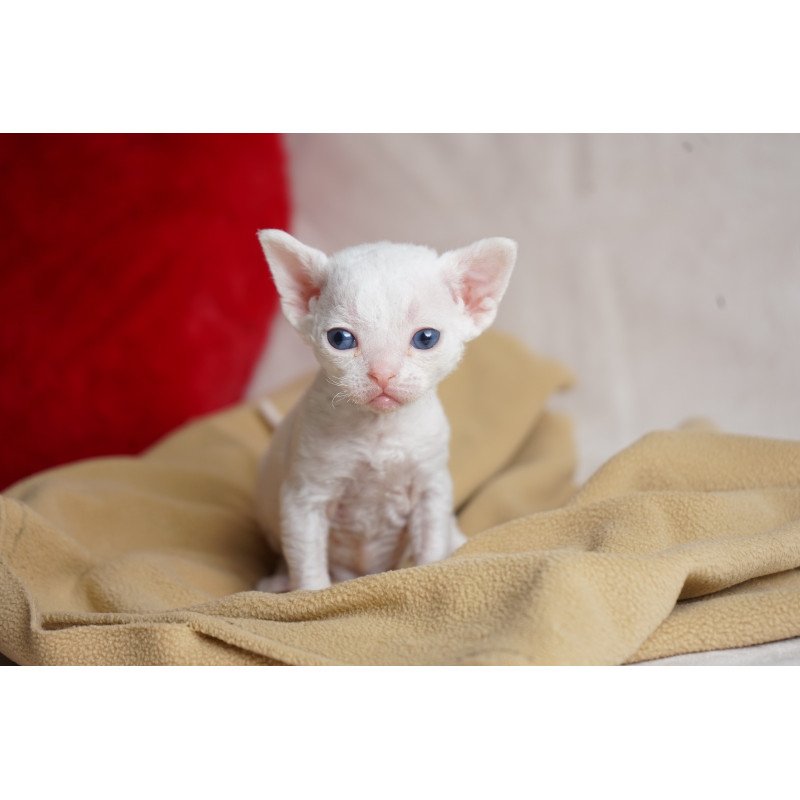 Devon Rex NOV Nika