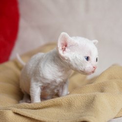 Devon Rex NOV Nika