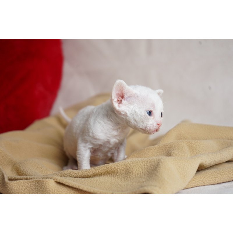 Devon Rex NOV Nika