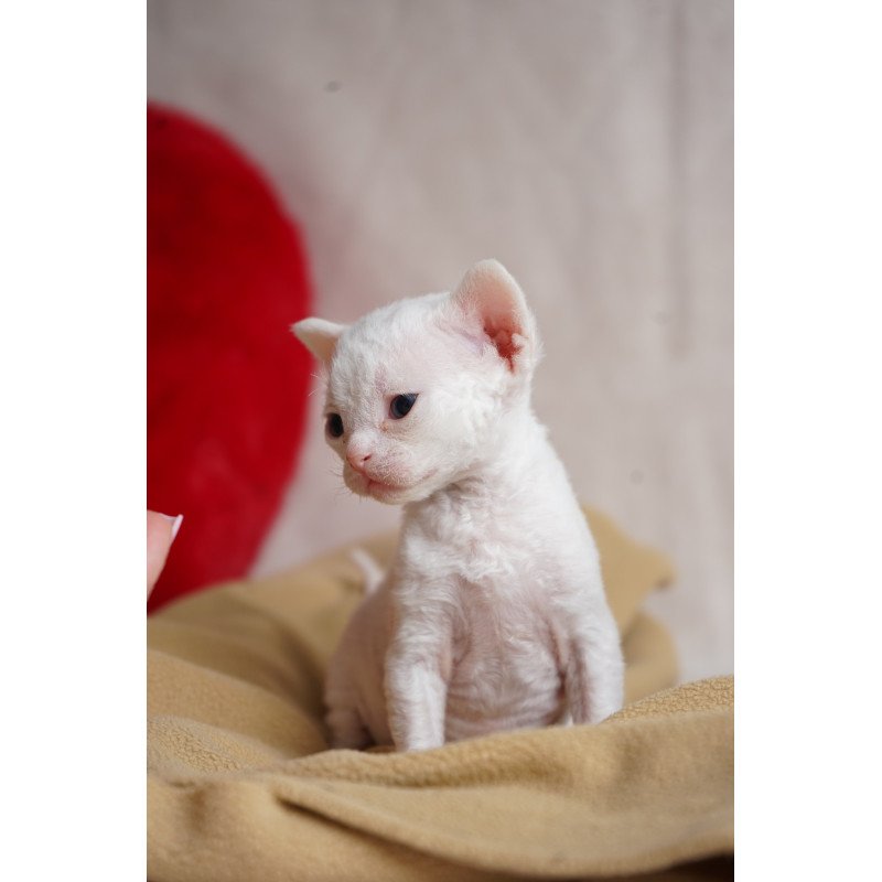 Devon Rex NOV Nika