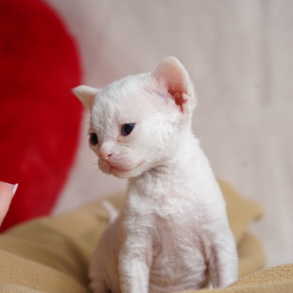 Devon Rex NOV Nika