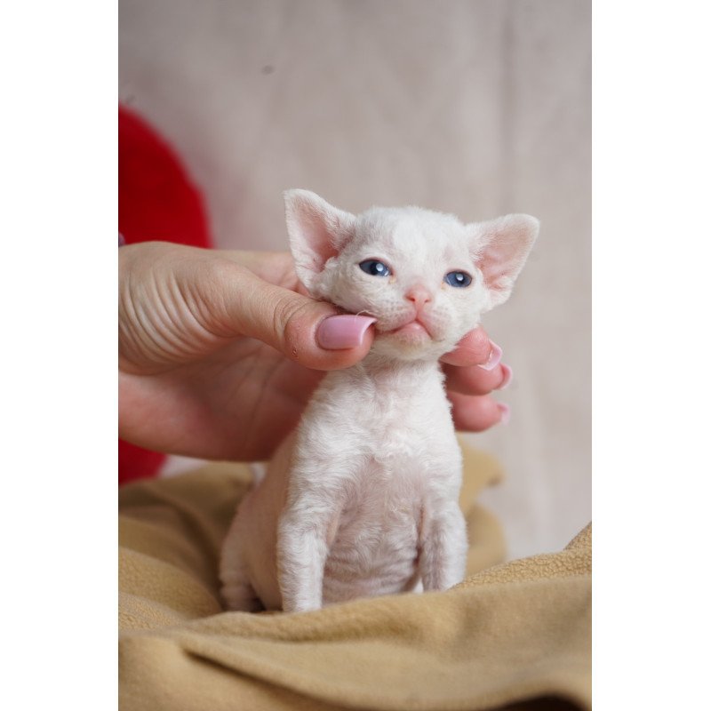 Devon Rex NOV Nika