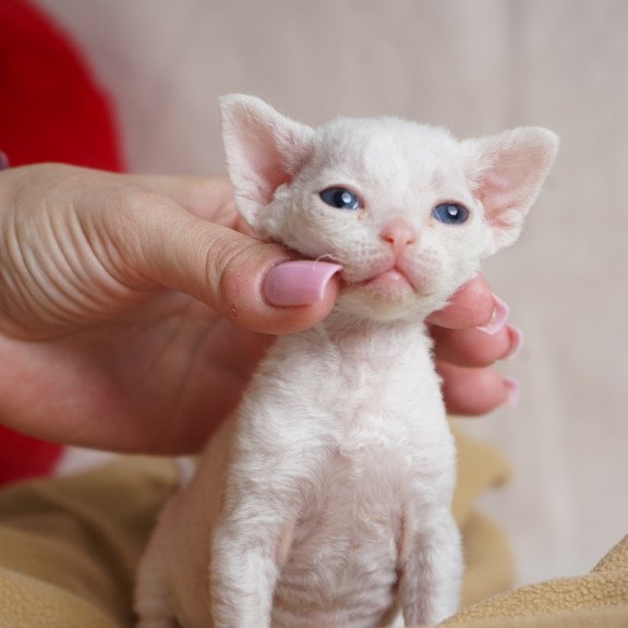 Devon Rex NOV Nika